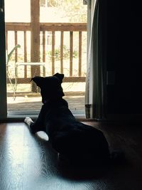 Dog sitting in window