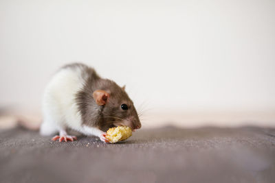 Close-up of squirrel eating food