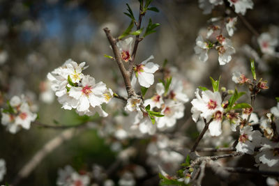 Close-up of white flowering plant