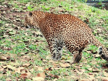 View of cat on field in forest