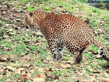 View of cat on field in forest