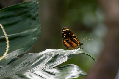 Butterfly on leaf