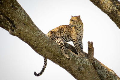 Low angle view of leopard on tree against clear sky