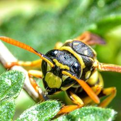 Close-up of insect on leaf