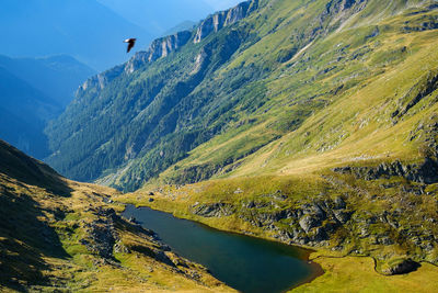 Birds of prey over high mountains and glacial lake, fagaras mountains, romania