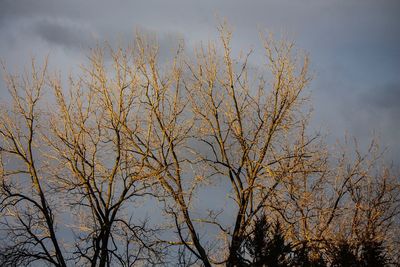 Low angle view of bare tree against sky