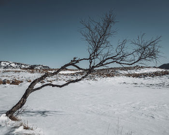 Bare tree on snow covered land against sky