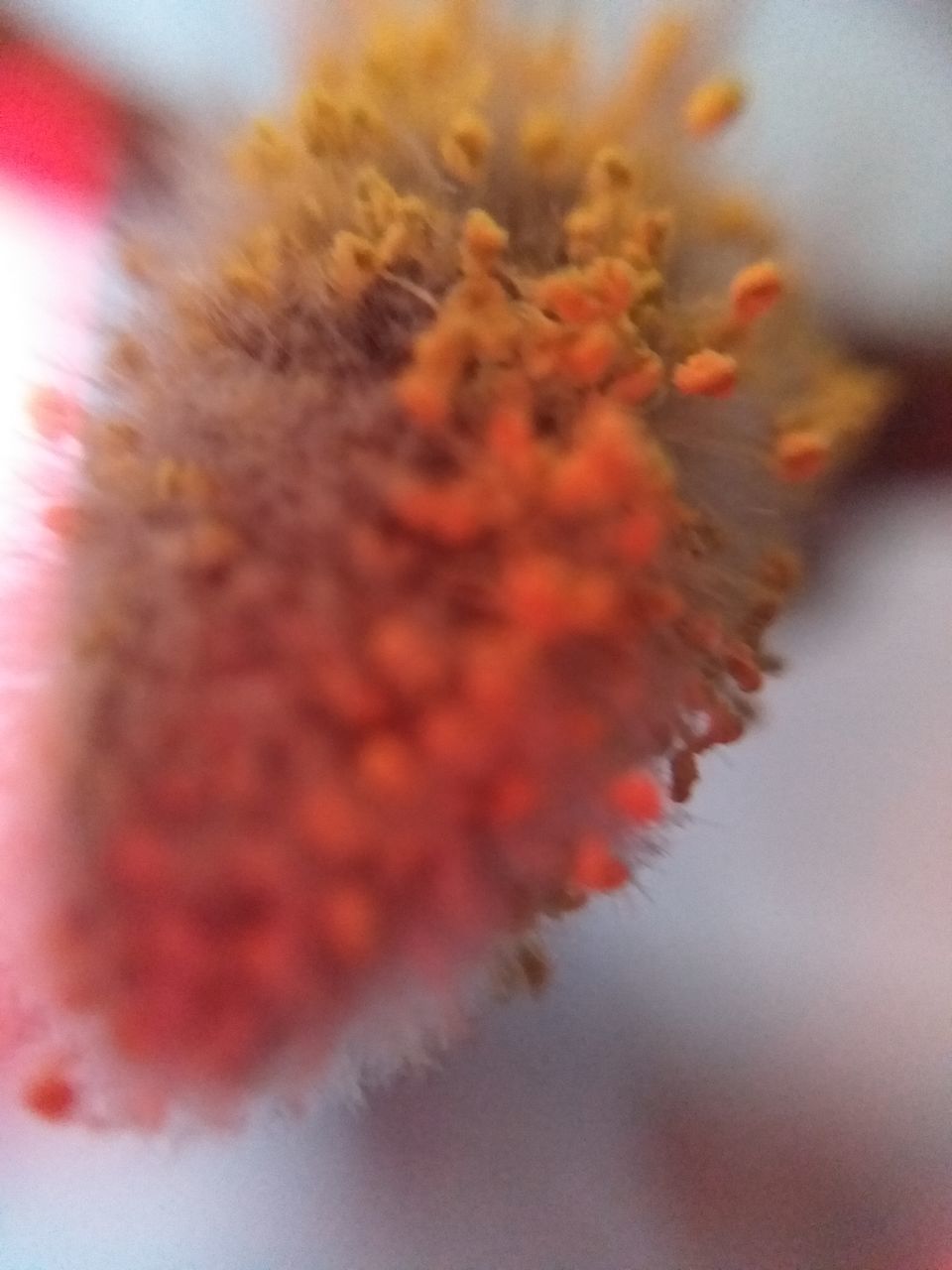 CLOSE-UP OF ORANGE FLOWER ON PLANT