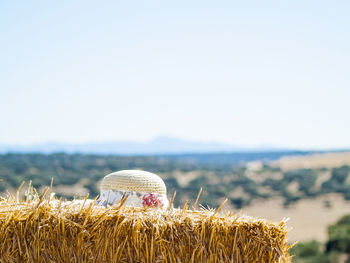 Close-up of corn field against clear sky