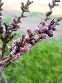 Close-up of pink flowering plant on field