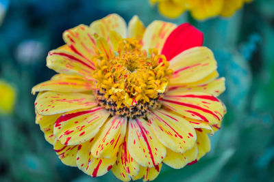 Close-up of yellow flower blooming outdoors