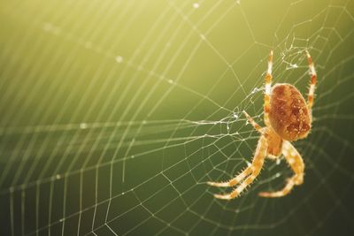 Close-up of spider web