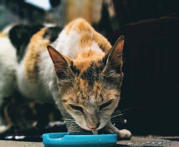 Close-up portrait of a cat