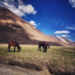 Horses on field against sky