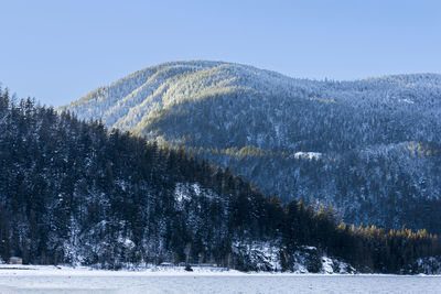 Pine trees on snowcapped mountain against sky