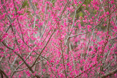 Close-up of pink flowers on tree