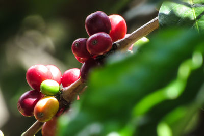 Close-up of grapes growing outdoors