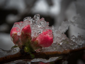 Close-up of wet red fruit on ice