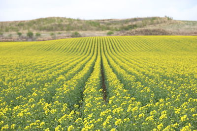 Scenic view of oilseed rape field