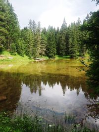 Scenic view of lake in forest