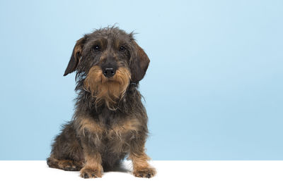 Portrait of puppy sitting against blue background