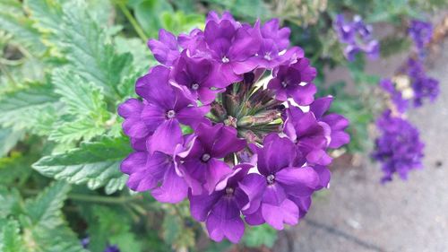 Close-up of purple flowering plant leaves