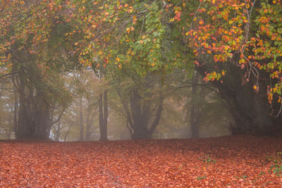 Trees in park during autumn