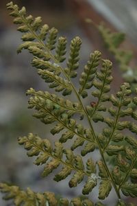 Close-up of green leaves