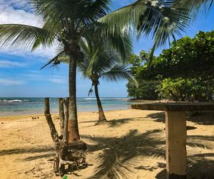 Palm trees on beach against sky