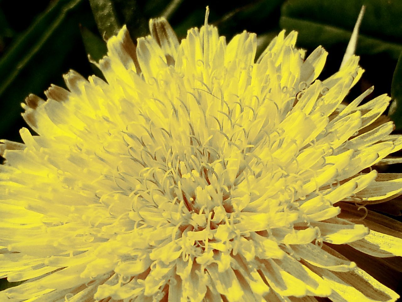 flower, flower head, freshness, petal, fragility, yellow, single flower, growth, beauty in nature, close-up, nature, pollen, blooming, plant, dandelion, stamen, in bloom, macro, focus on foreground, outdoors