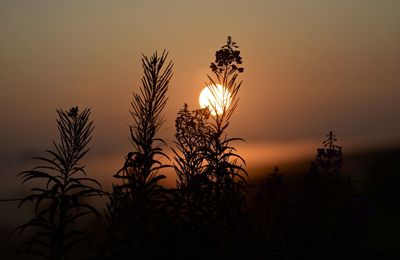 Close-up of silhouette plants against romantic sky at sunset