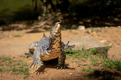 Close-up of lizard