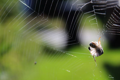 Wasp caught in spiderweb