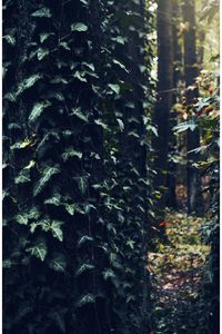 Close-up of tree trunk in forest