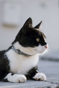 Close-up of a cat looking away