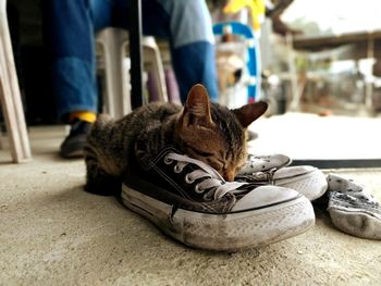 Close-up of dog sitting