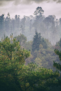 Scenic view of trees against sky