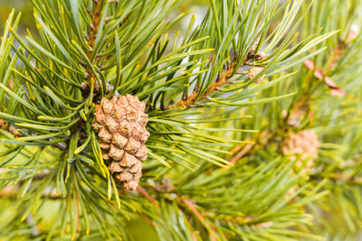 Pine cones on tree