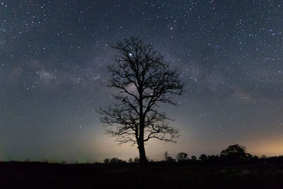 Silhouette tree on field against sky at night