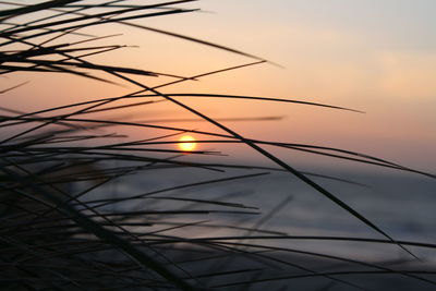 Close-up of silhouette plants against sky during sunset