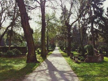 Narrow pathway along trees