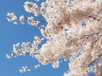 Low angle view of cherry blossoms against blue sky