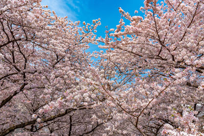 Cherry blossom season in tokyo at meguro river, river sakura festival