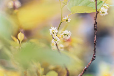 Close-up of flowering plant
