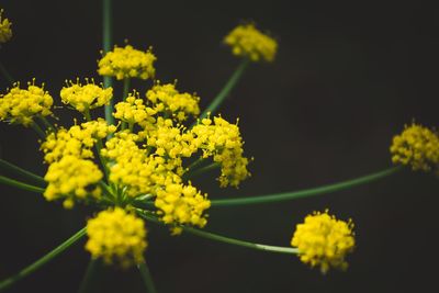 Close-up of yellow flowers