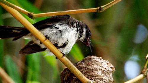 Close-up of bird perching on branch
