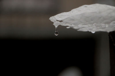 Close-up of water drop on leaf