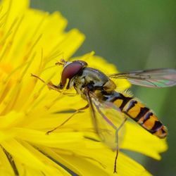 Close-up of honey bee on flower