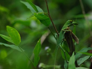 Close-up of insect on plant