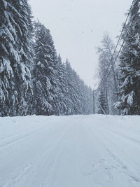 Trees on snow covered landscape